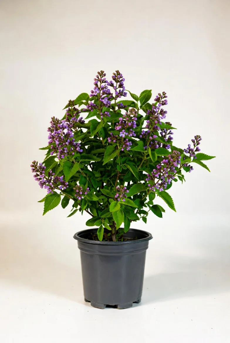 Dwarf Korean Lilac shrub in bloom Edmonton