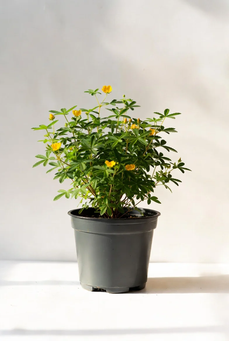 Shrubby Potentilla flowering shrub Edmonton