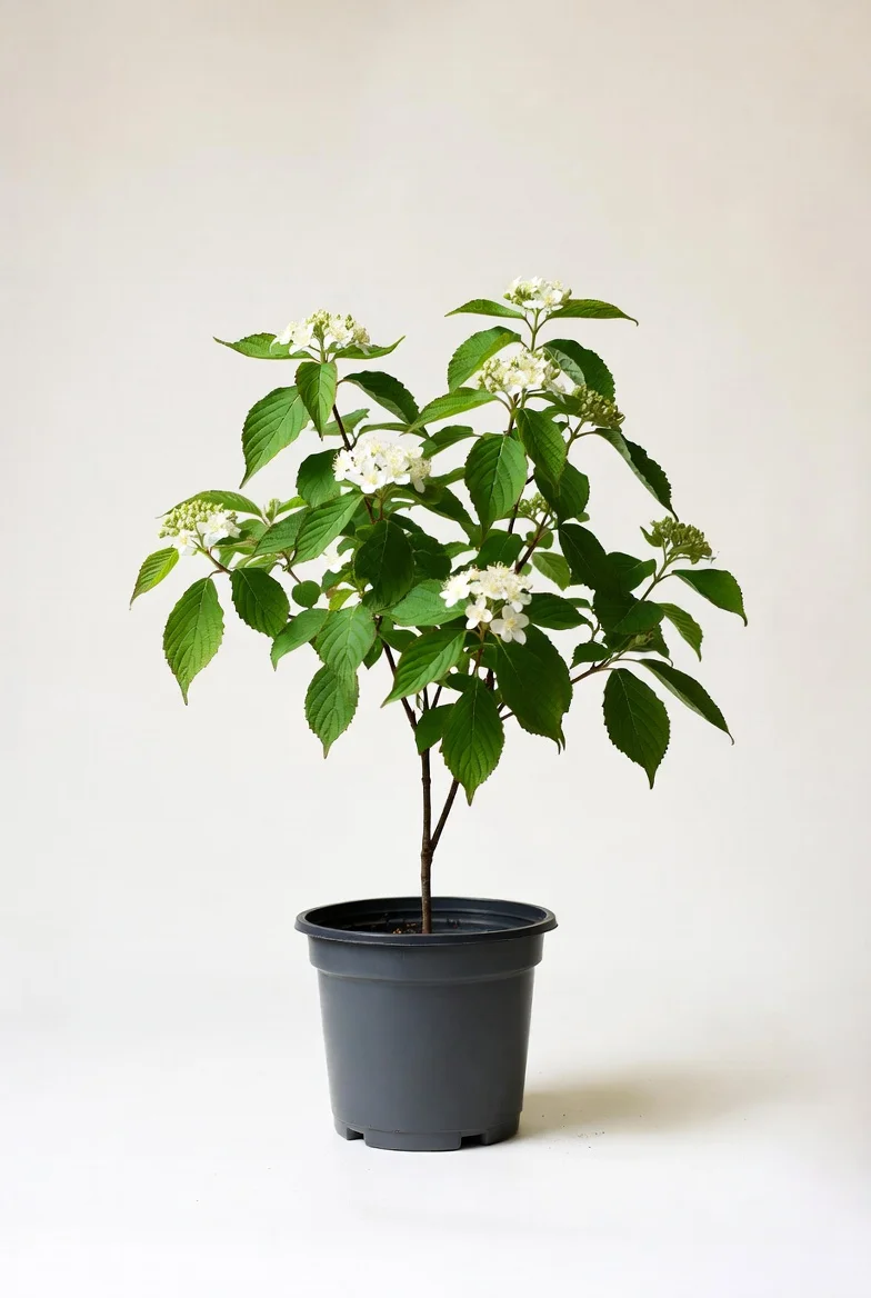 Red-Osier Dogwood shrub with red winter stems